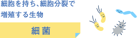 細胞を持ち、細胞分裂で
増殖する生物 細菌