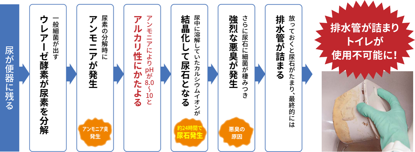 尿石が発生するメカニズムの図解