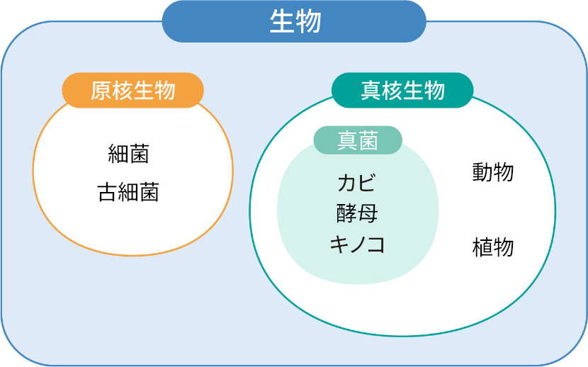 生物の分類