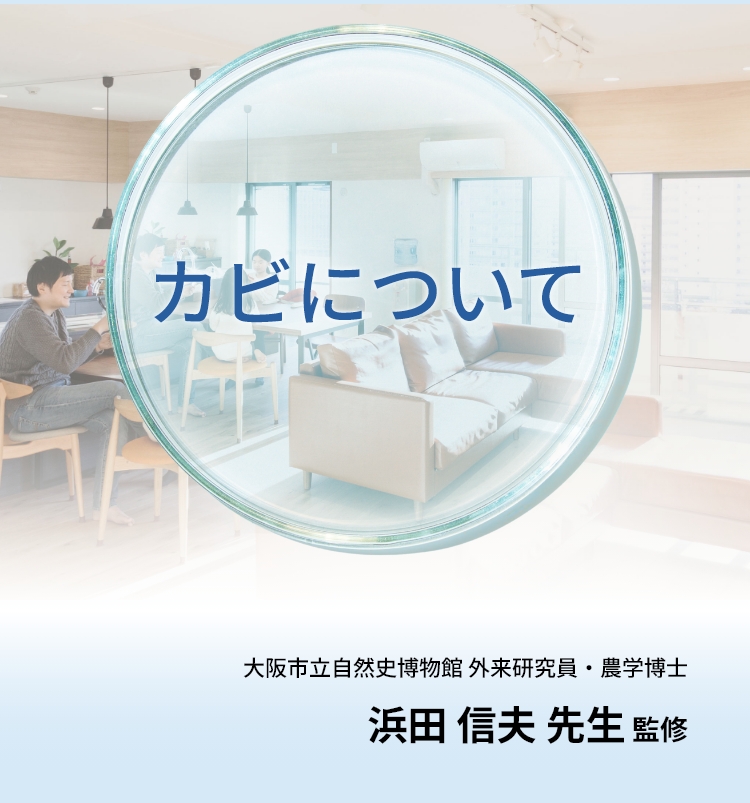 カビについて