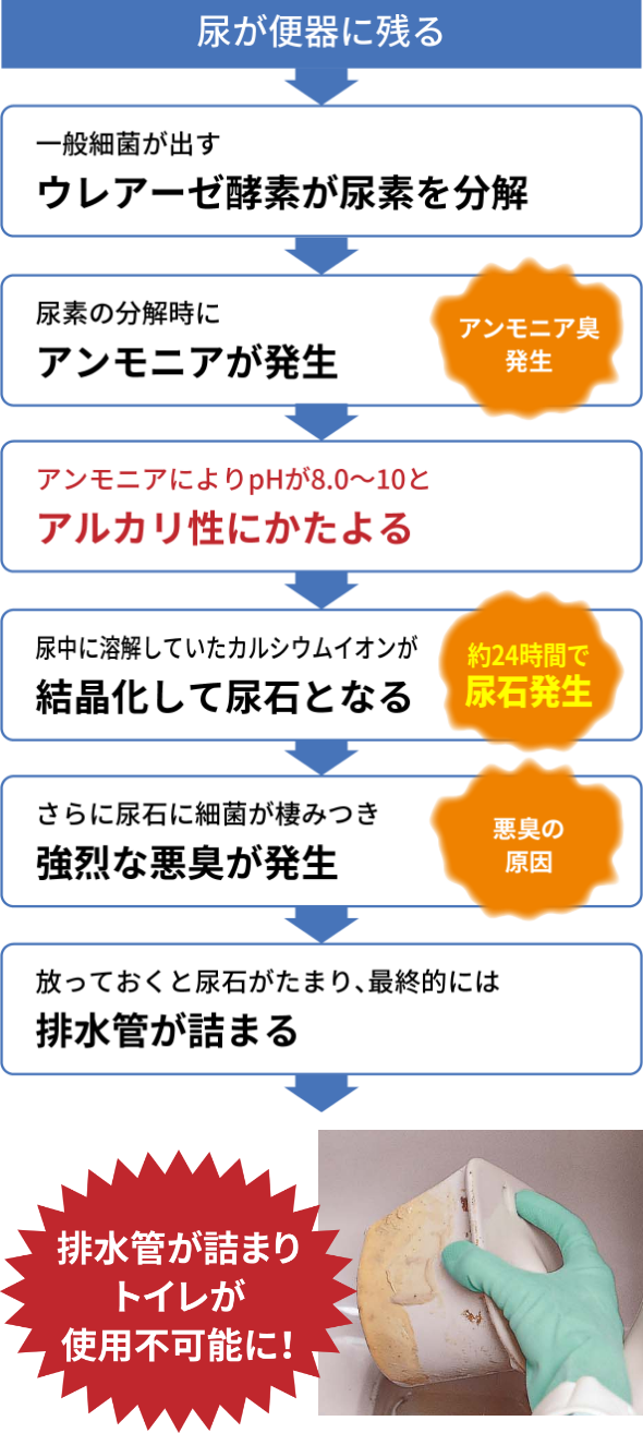 尿石が発生するメカニズムの図解